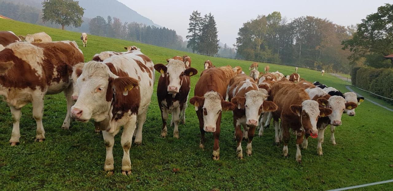 Ferienwohnung Im Gartenparadies Eurasburg Exterior foto
